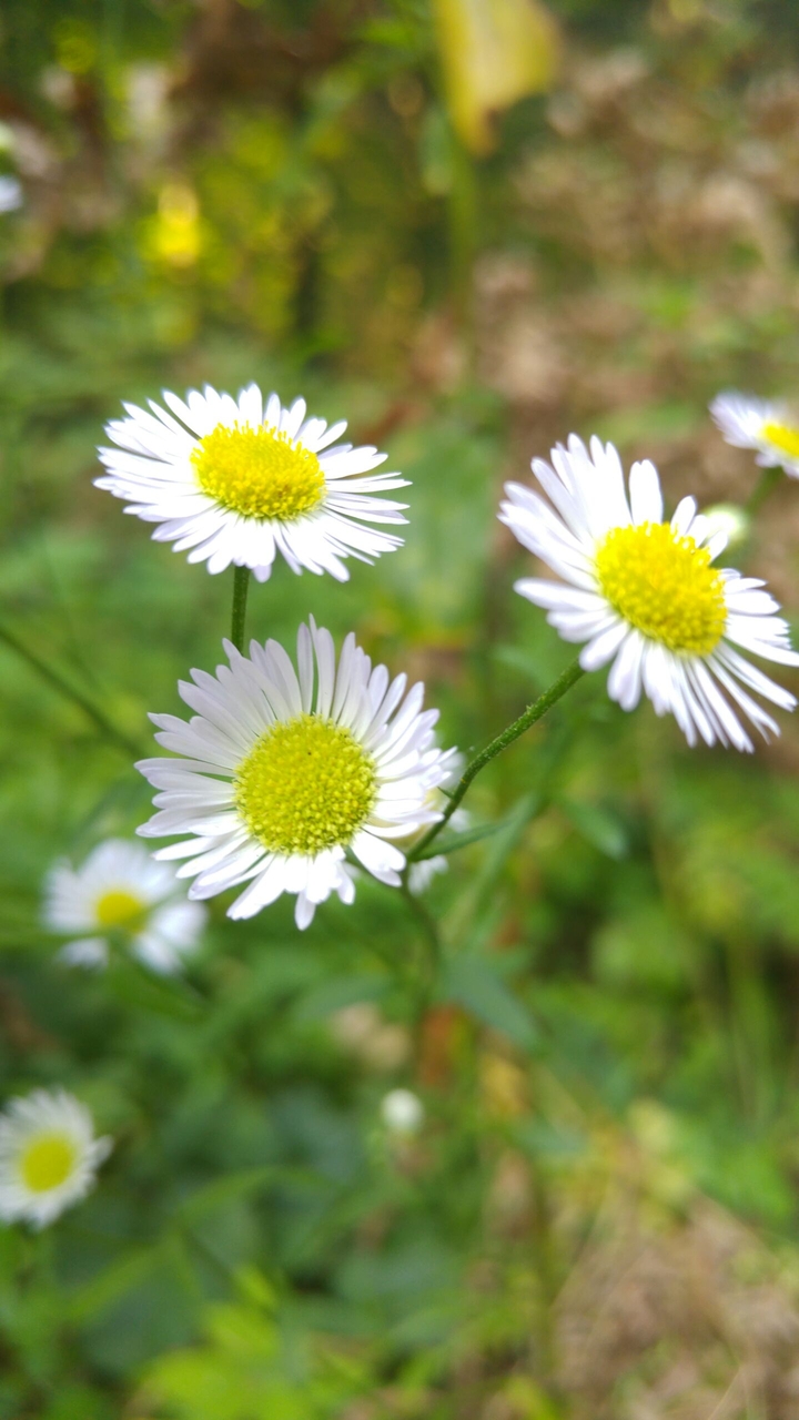 forest flowers 2