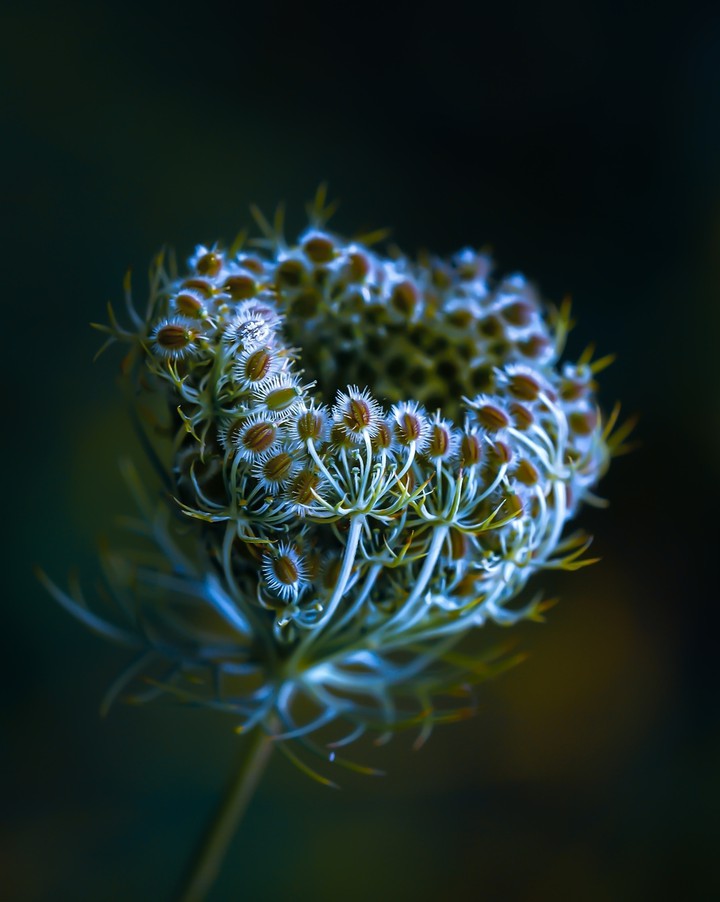 Macro