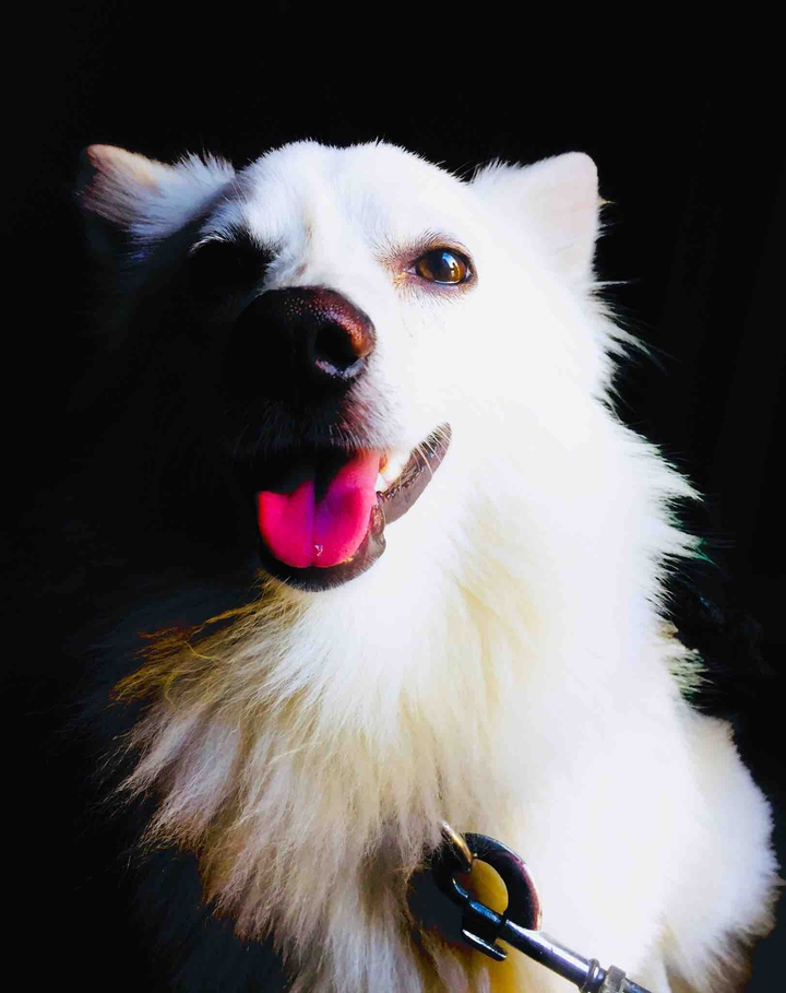 my pet