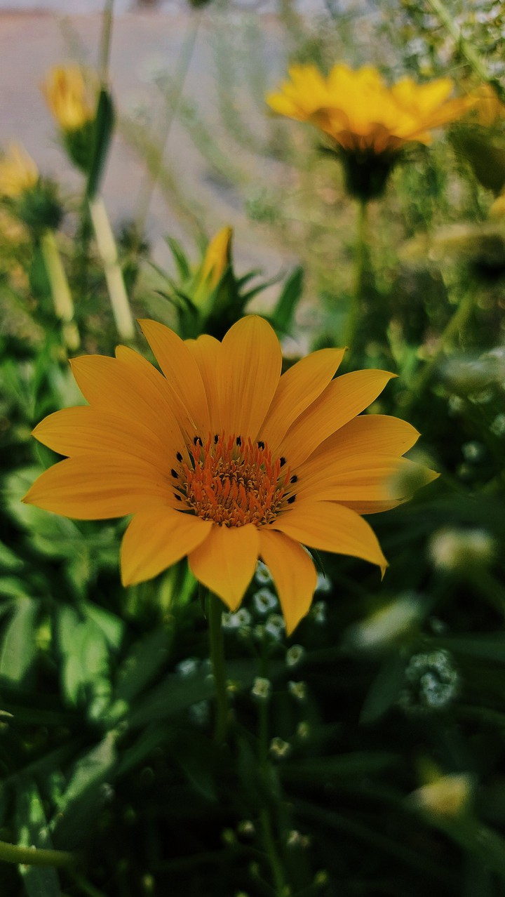 yellow