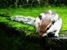 squl