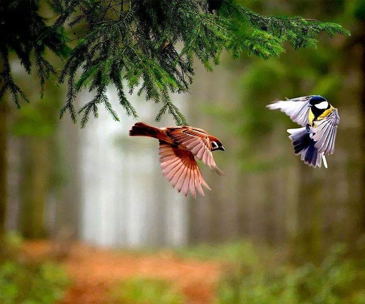 love birds