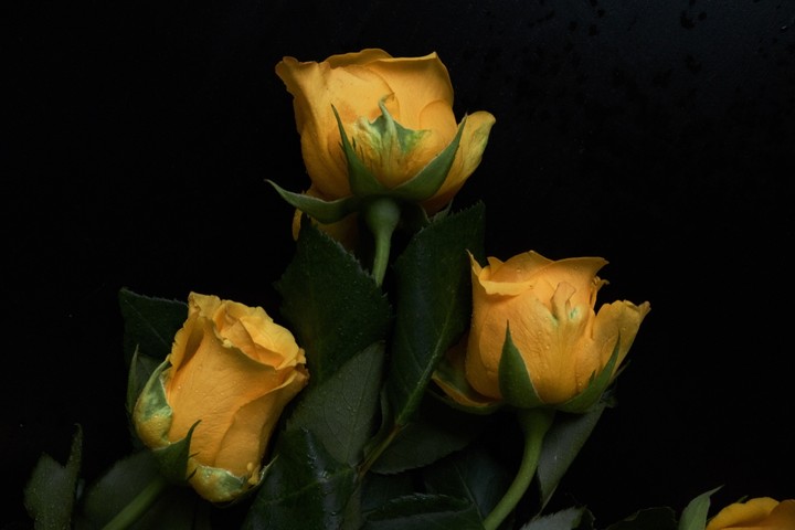 yellow rose