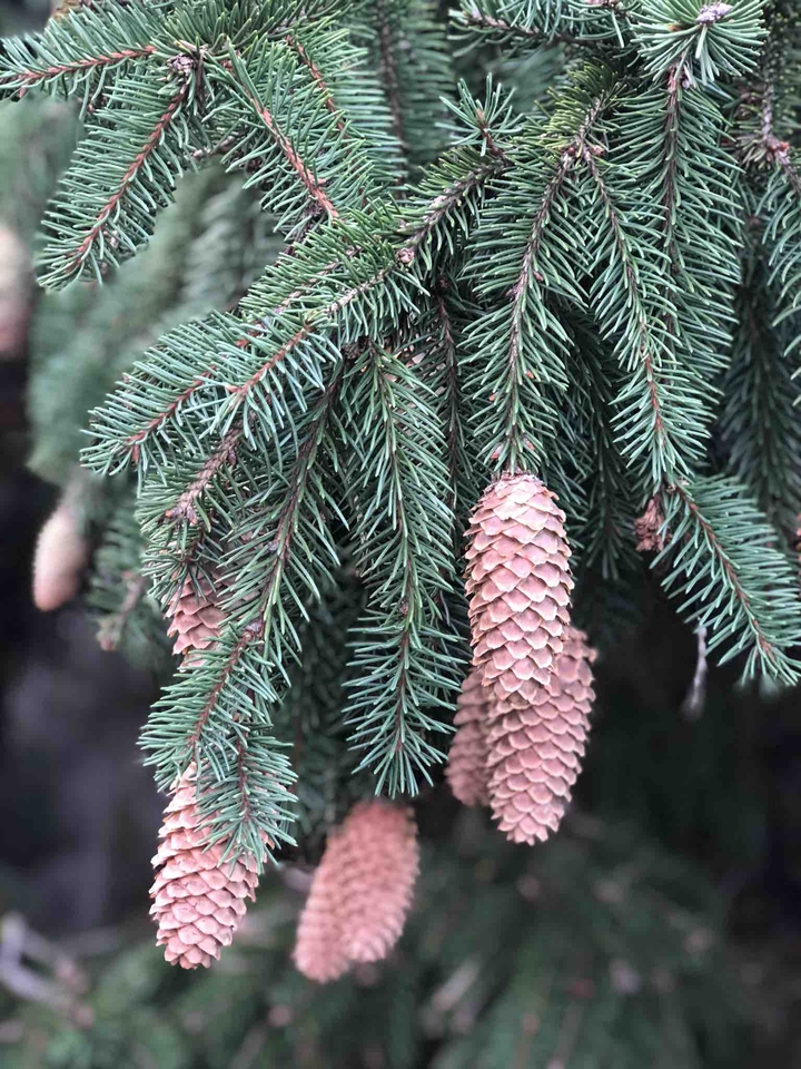 Pine trees