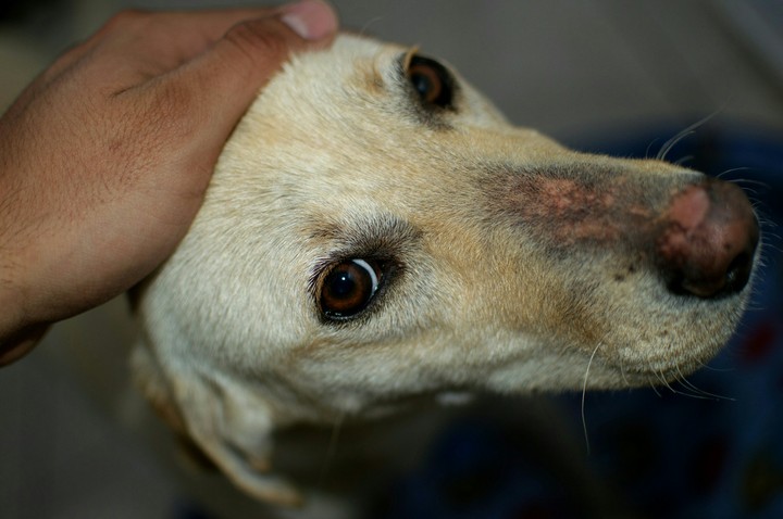 Perro Callejero