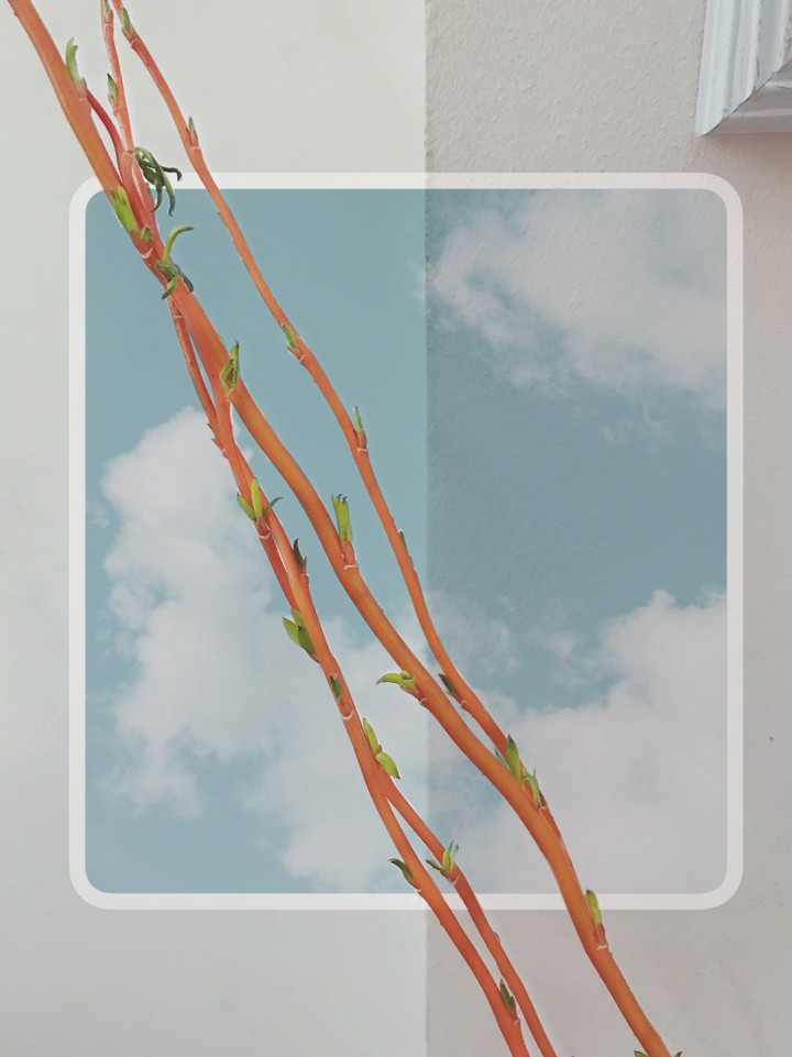 nice plant