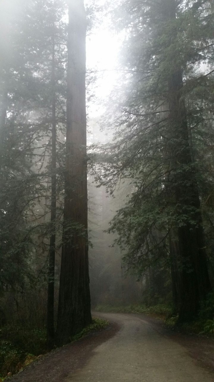 Redwoods