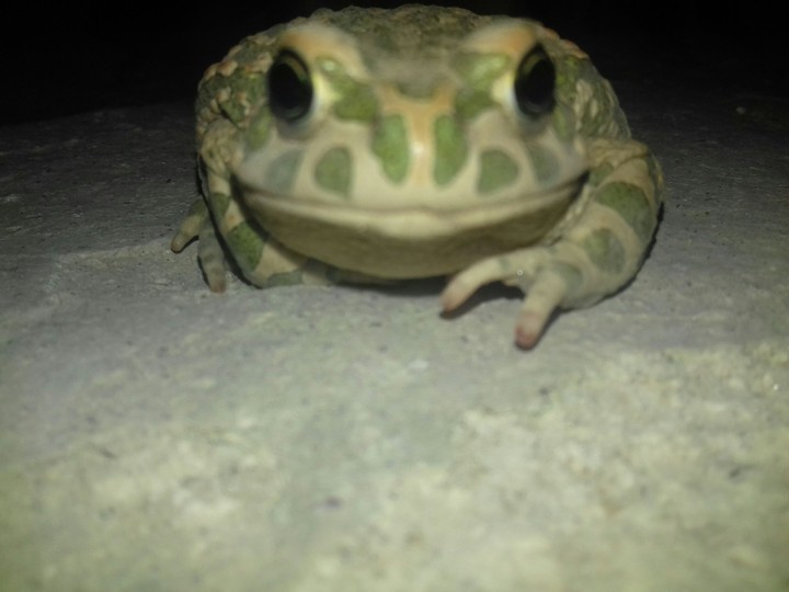 frogy