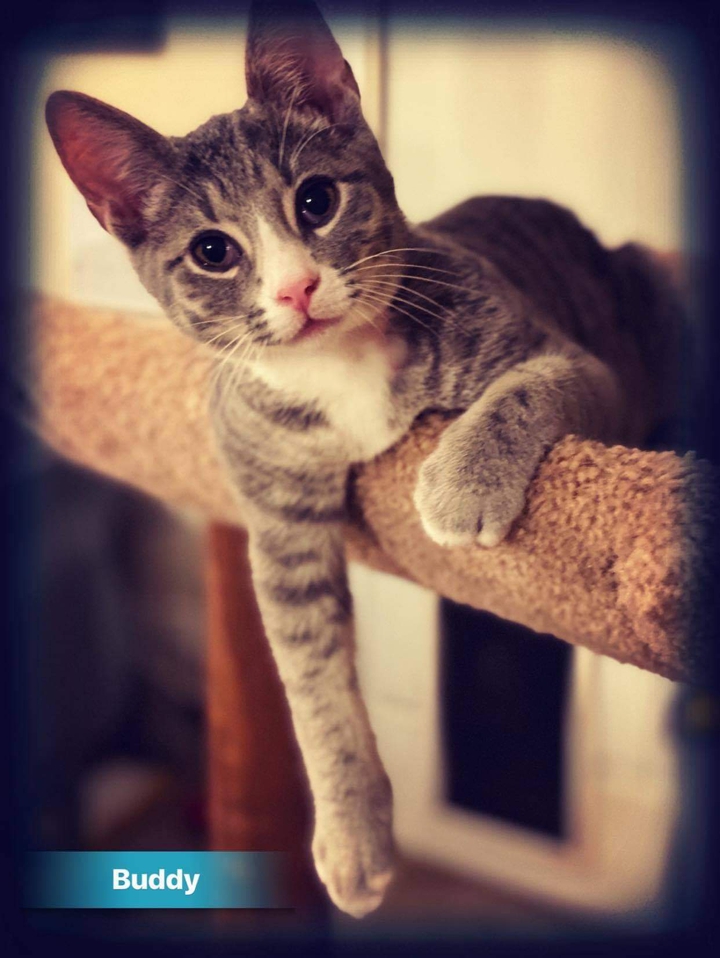 Cute Kitten