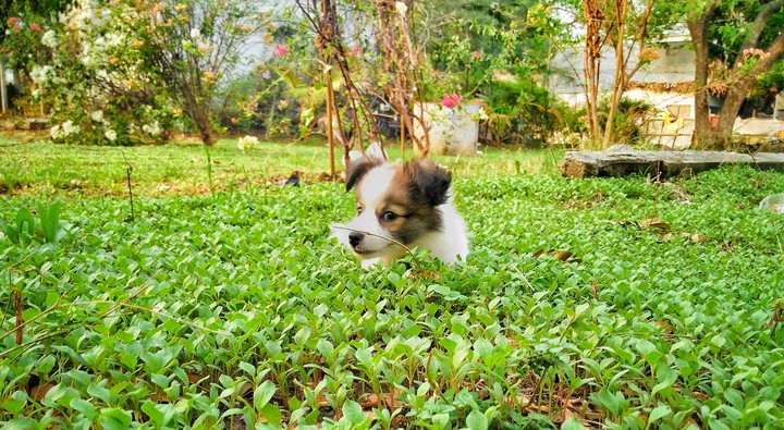 dumbo..