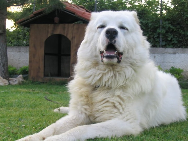красавец