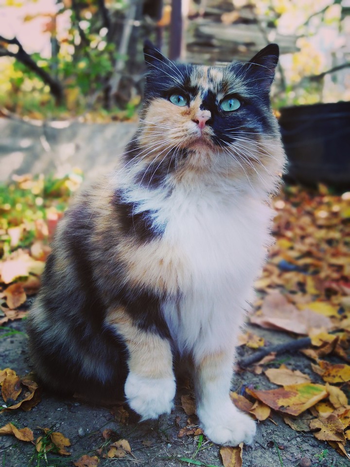 Kitty
