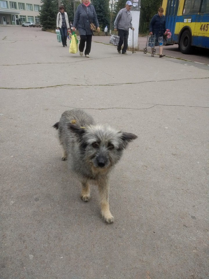 собака