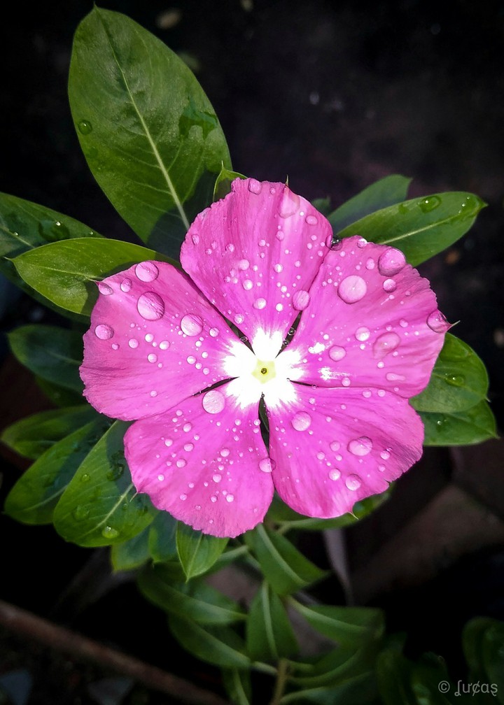 flor