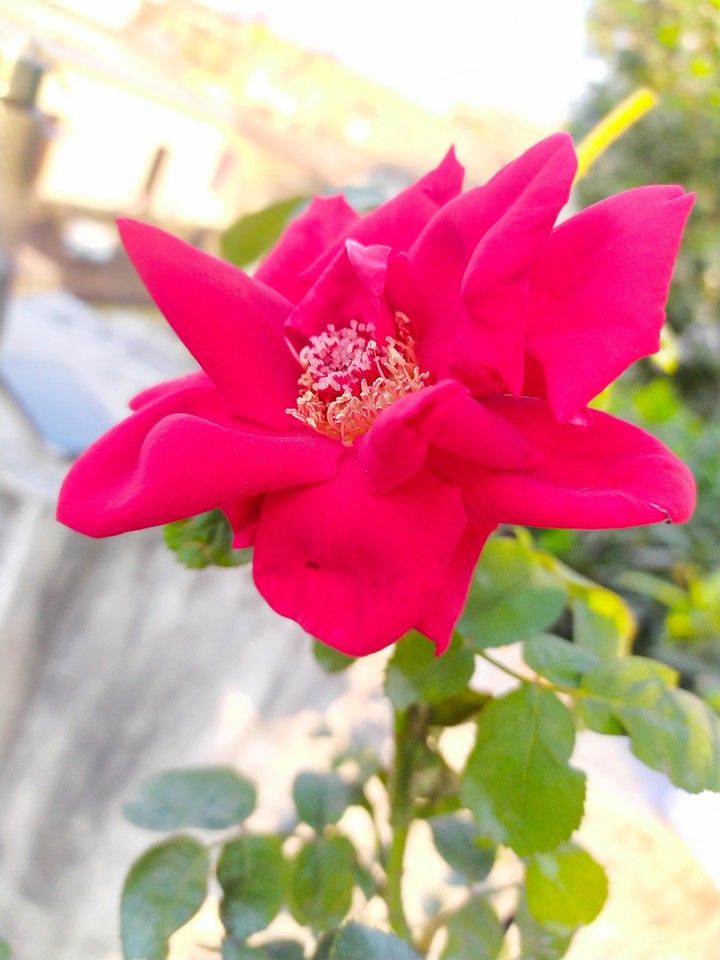 Rose