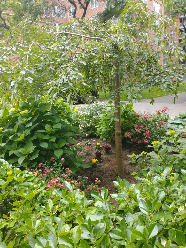 Landscaped