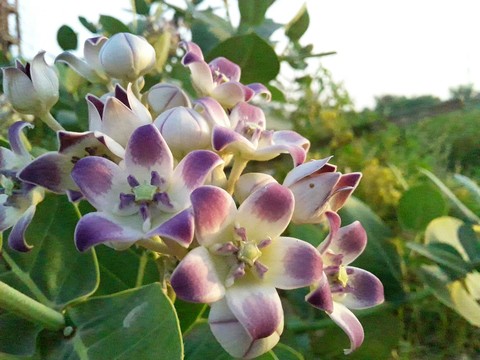 plant, flower वॉलपेपर