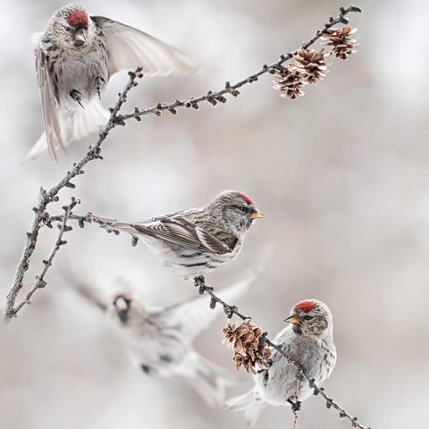 birds