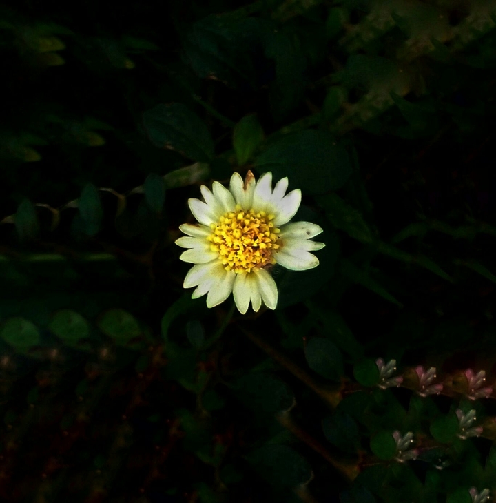 Nature
