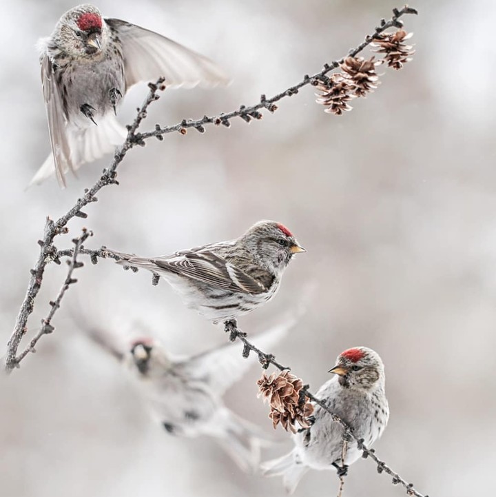 birds