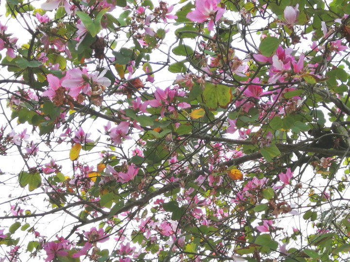 春城無處不飛花