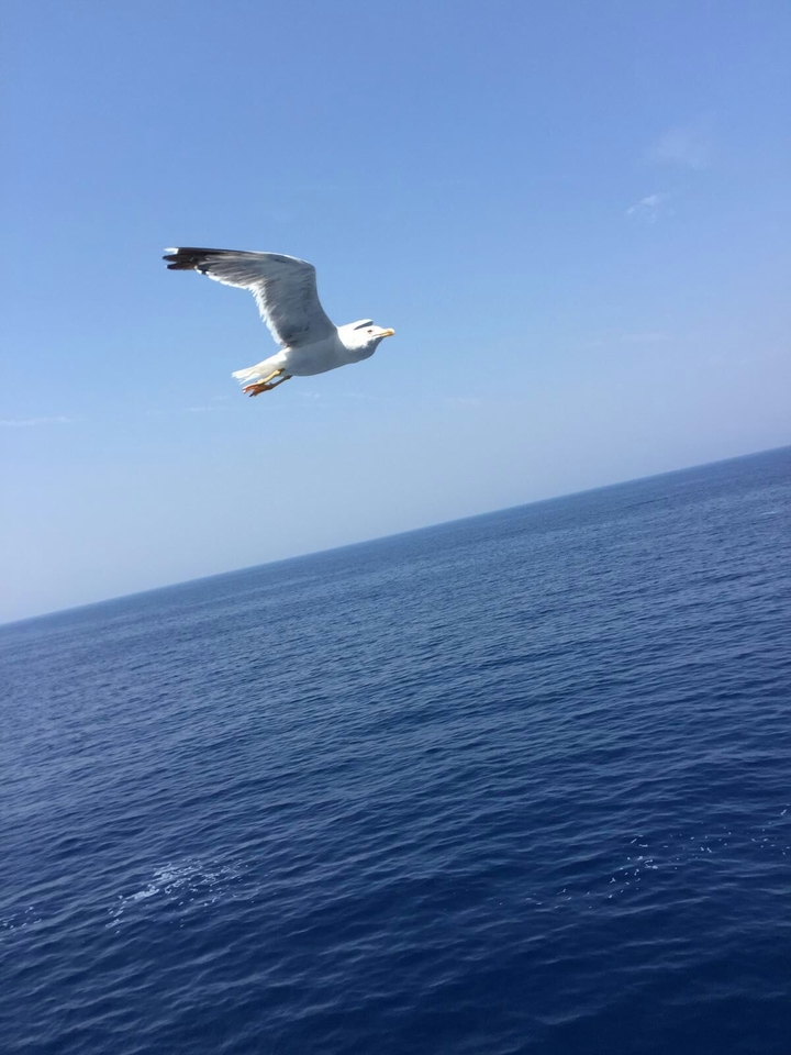 Seabird  by The Sea