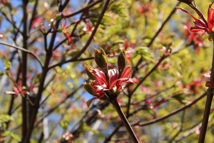 Spring