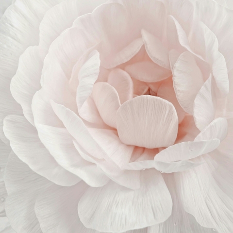 sfondi flower, peony