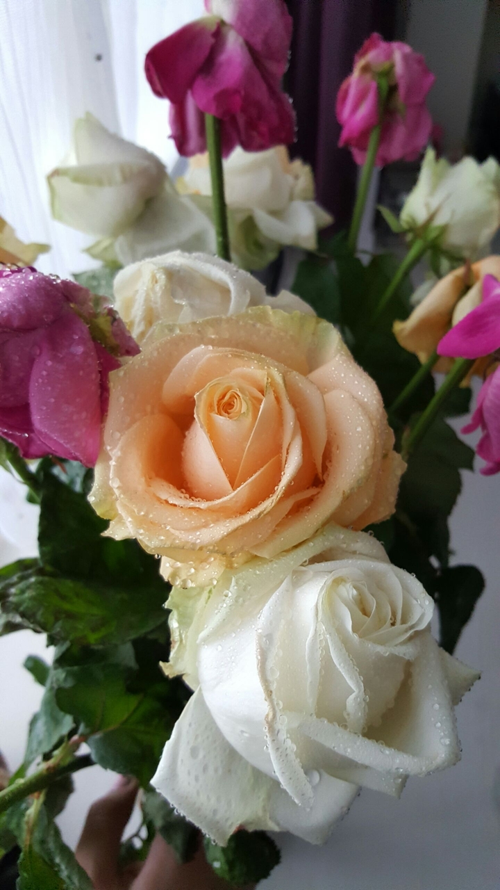 Roses .... you are beautiful .... but too dangerous ...