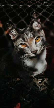 pet