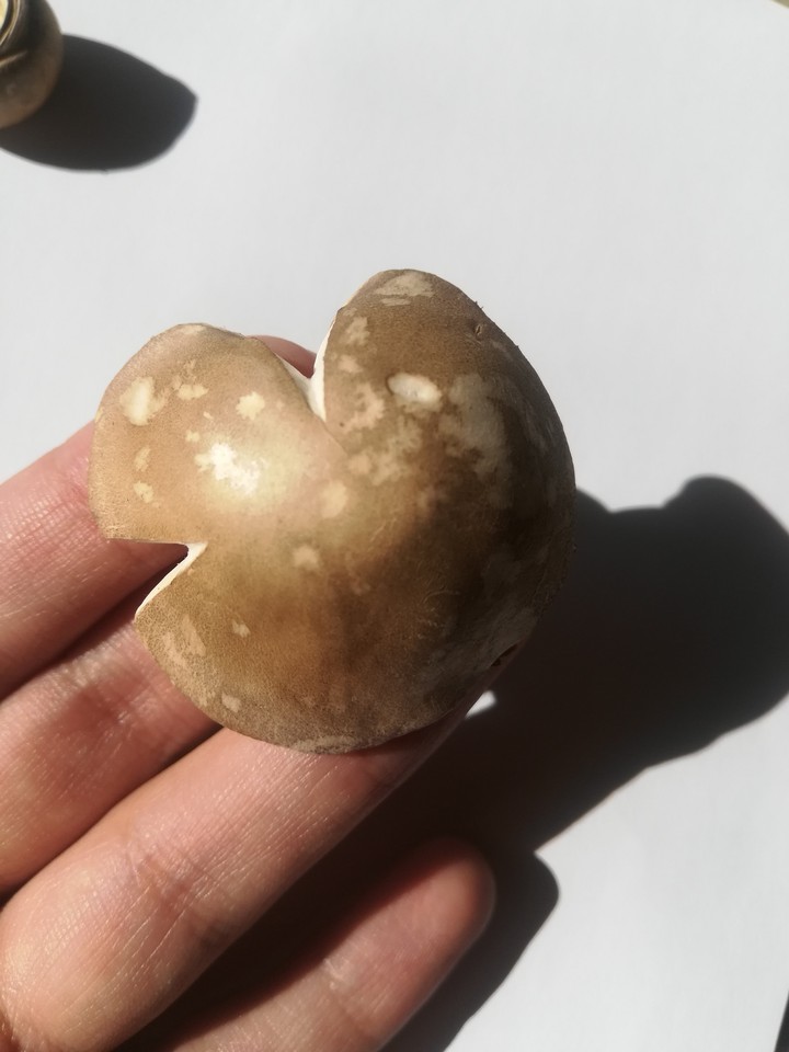 mushroom