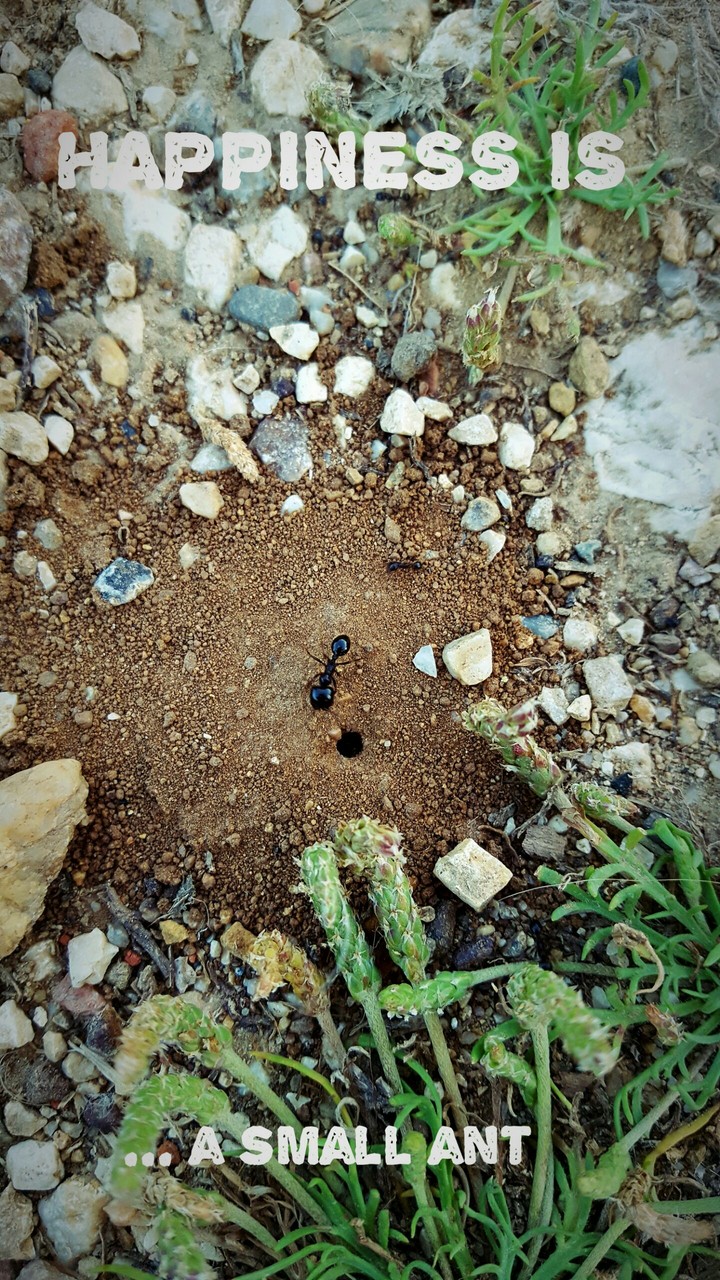 Ant