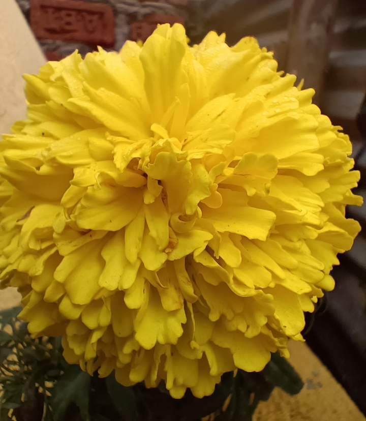 Beautiful flower
