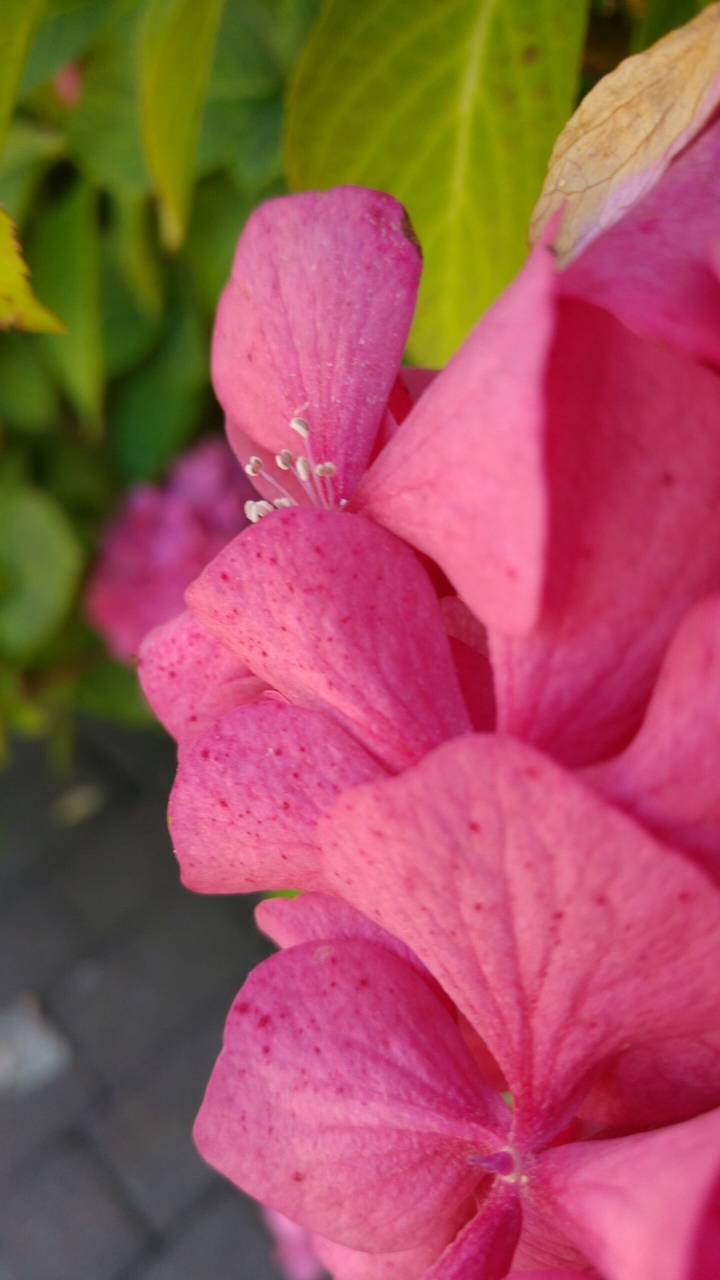 #flower