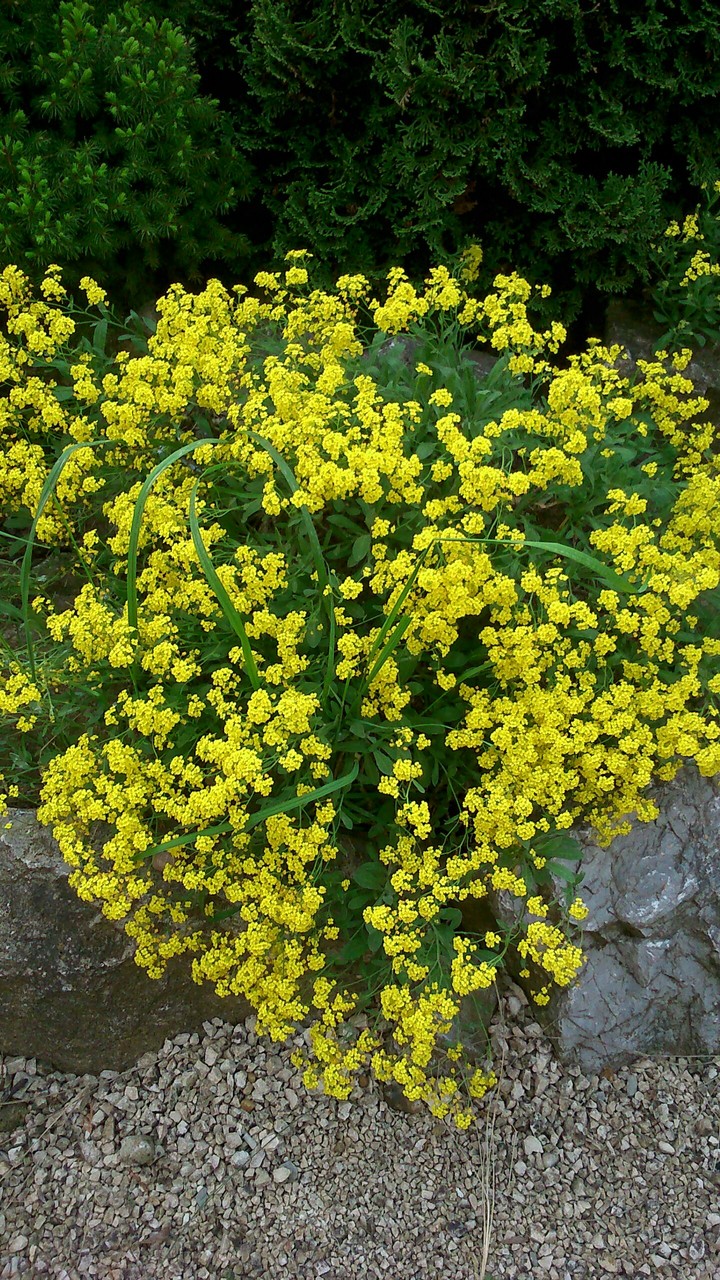 yellow flower