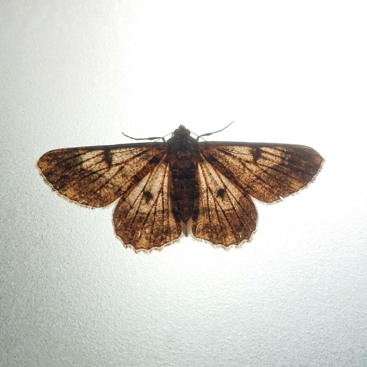 Moth