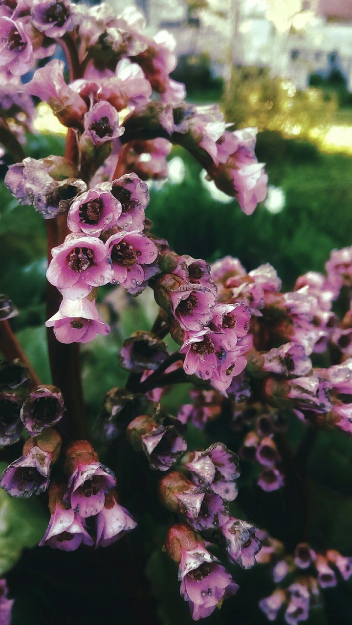 fading flowers··