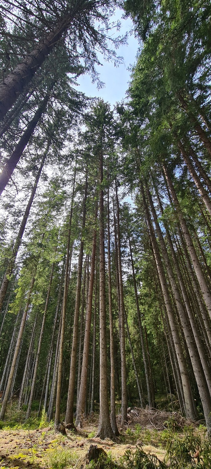 sky high trees