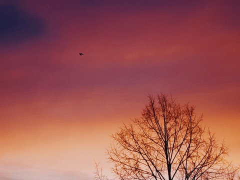 small bird
