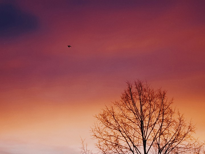 small bird