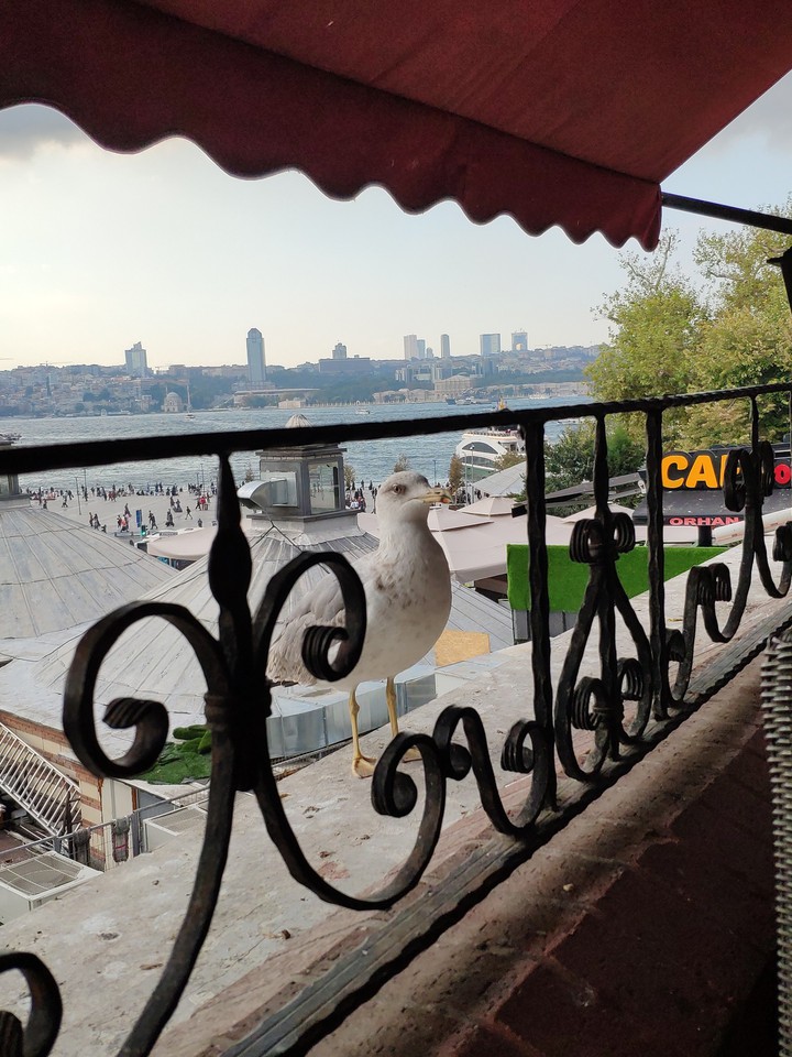 bird