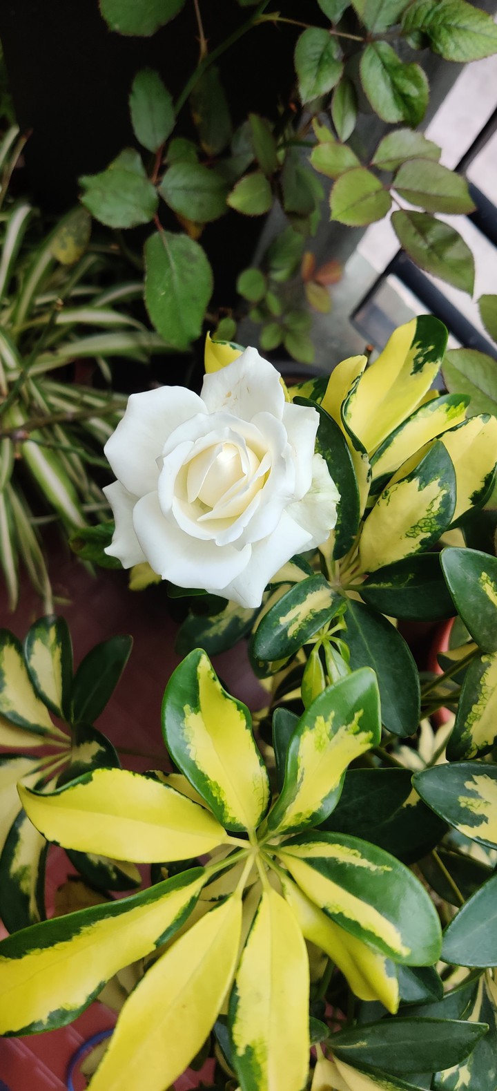 White Yellow Green