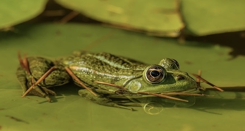 Frog