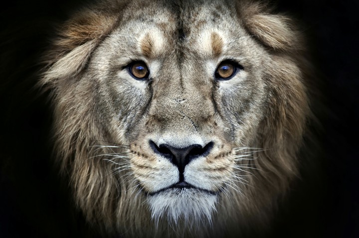 Leon