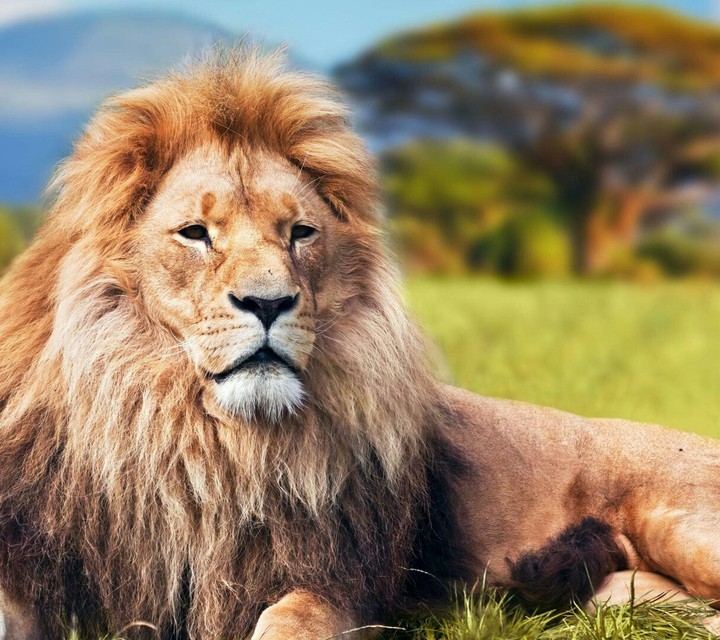 King of jungle