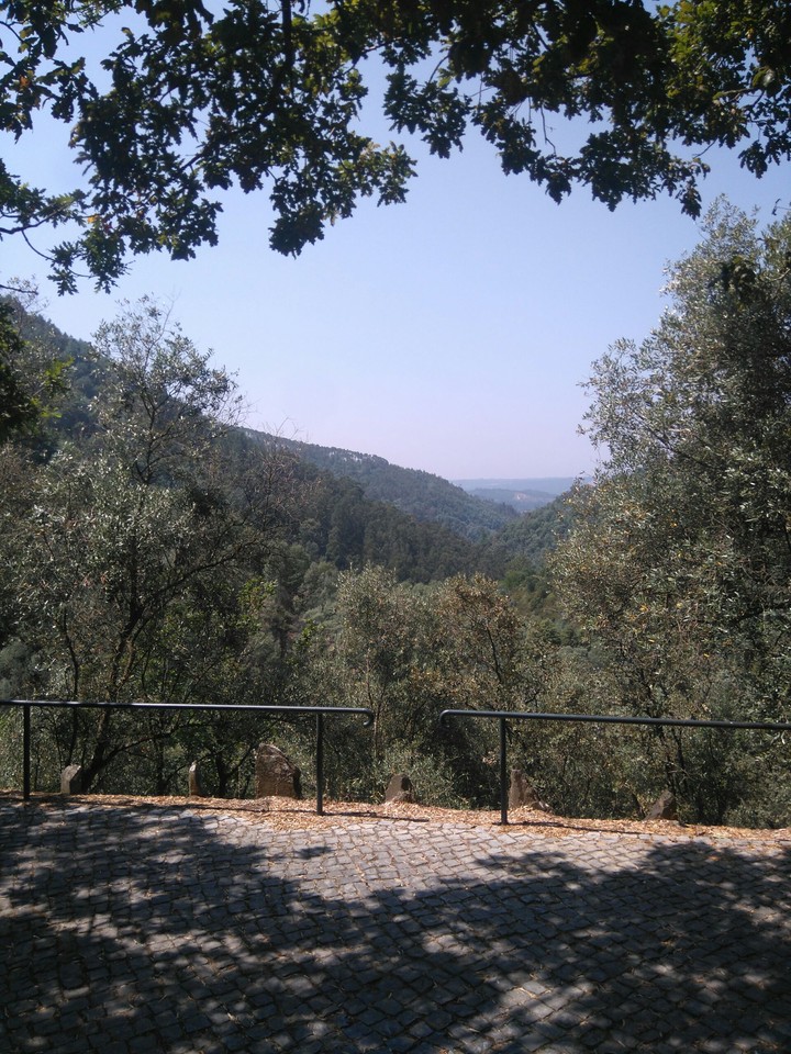 forest