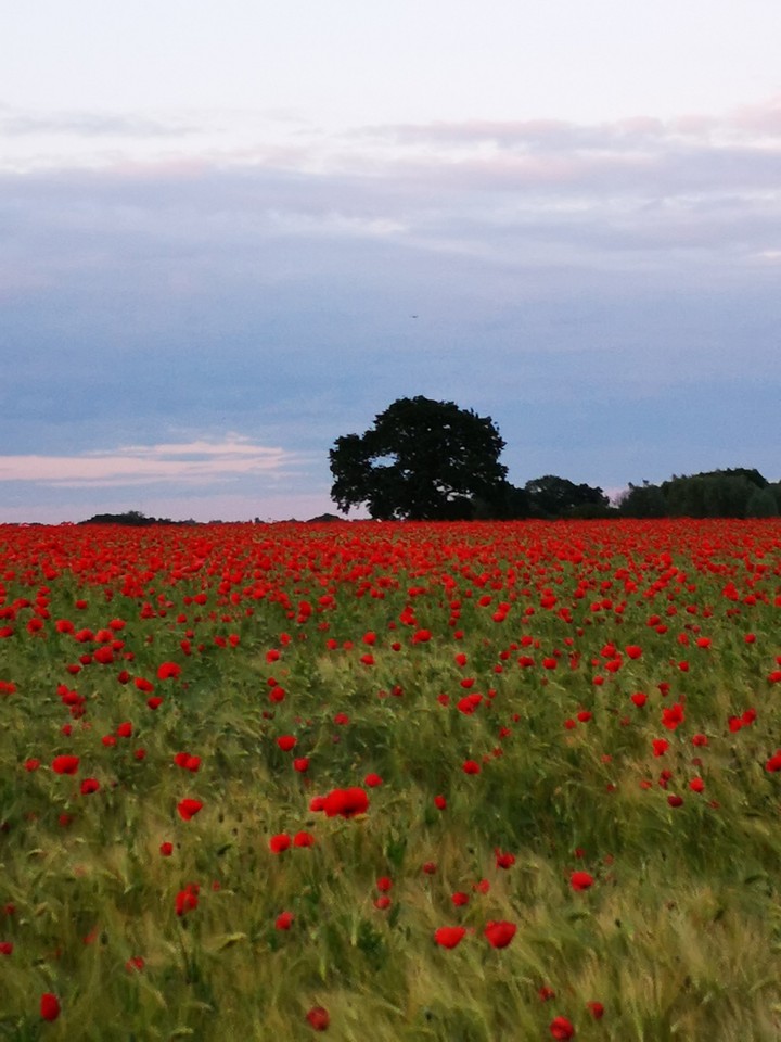Mohnblumen Pracht im Gerstenfeld