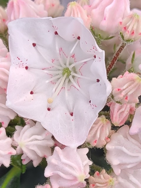 обои botany, White