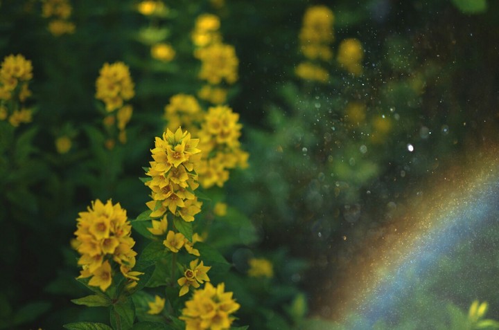 rainbow