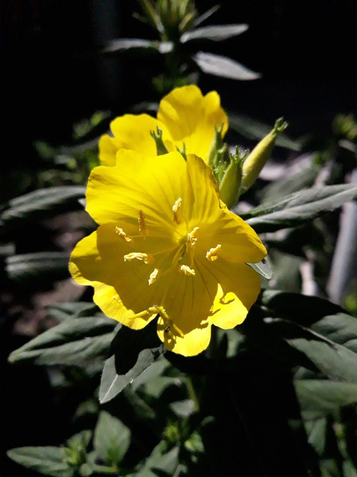 the flower in my garden